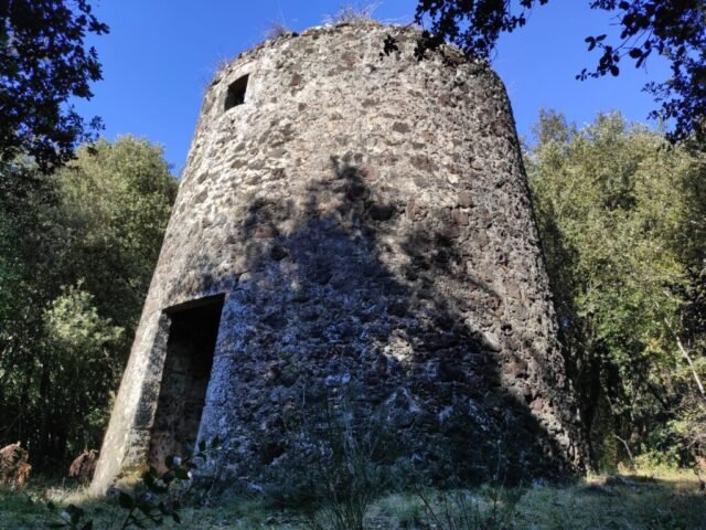 PLA DE LES FORQUES, torre del -s.XIX- carlina (SANTA PAU) 08-02-2022